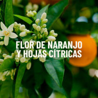 "Botanical Origin Detergente Ecológico para Ropa, Fragancia Flor de Naranjo y Hojas Cítricas, 70 Dosis (2x35) - details 0