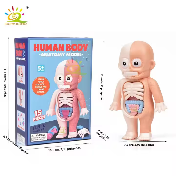 Puzzle 3D De Anatomía Humana Montessori Para Niños HUIQIBAO Juguete Educativo De Aprendizaje Para Niños Modelos De Organos Corporales Instrumento De Enseñanza - 1