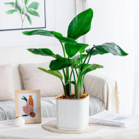 Vaso De Plástico Para Plantas Verdes En Sistemas De Riego Automático Moderno Para El Hogar Regalo Para Amantes Del Jardín Y Flores - details 1