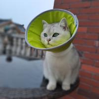 Collar De Cono Para Gatos Anti-Mordedura Ajustable Y Resistente Al Agua Con Fácil Comida Y Beber Para Recuperación De Heridas - details 15