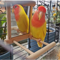 Juguete Interactivo De Madera Para Pájaros Con Espejo Y Trepado Para Periquitos Pequeños Cotorras Conure Y Loros Accesorios De Jaula - details 5