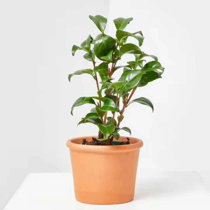 Verdecora CAMELIA - 1