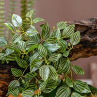 45cm Planta Artificial De Vínculo Hojas De Iva Falsas Scindapsus Aureus Rattan Para Decoración De Hogar Boda Jardín - details 1