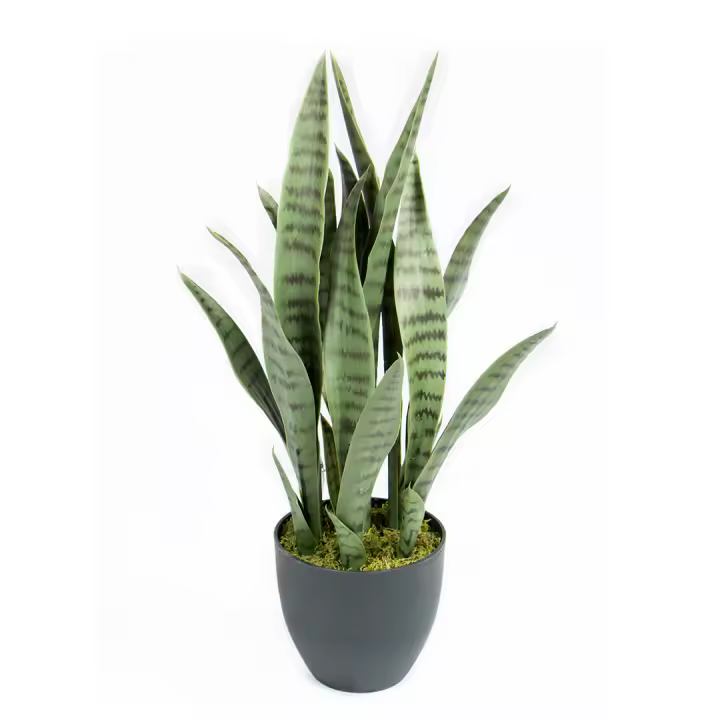 Catral | Planta Artificial Sansevieria 70 Cm | Plantas Artificiales Realistas | Decoración Para Hogar Y Oficina | Planta Artificial Grande | Perfecta Para Ambientes Modernos - 1