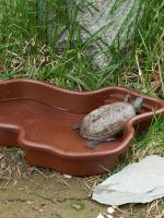 Piscina De Baño Para Reptiles Tazón De Terrario Plato De Alimentación Grande Para Tortuga Hamster Geckó Láser Accesorio De Hogar Para Dragones Barbudos - details 0