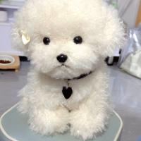 Muñeco De Peluche De Perro Bichon Lindo Simulación De Cabello Curvo Kawaii Muñeco De Peluche Real Para Niñas Y Niños Regalo De Cumpleaños Y Navidad - details 0