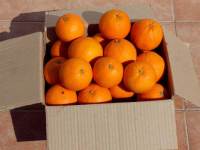 N/A Caja de Naranjas Navelina para Mesa, Jugosas y Nutritivas - details 0
