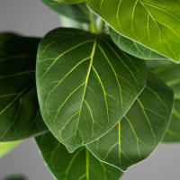 Falsa Hoja De Magnolia Y Ficus 105cm Para Decoración De Jardín Patio Interior Oficina Hoja De Figura Artificial De 41.3 Pulgadas - details 20