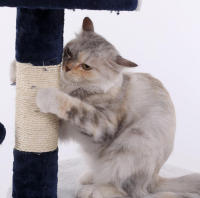 COTTECOTA-Árbol rascador para Gatos Altura 60*56.5*111.5cm Árbol para Gatos Azul Marrón Beige Torre Arbol de Escalada de Múltiples Niveles con Cueva Espaciosa Postes Rascadores de Sisal 40452,40438 - details 1