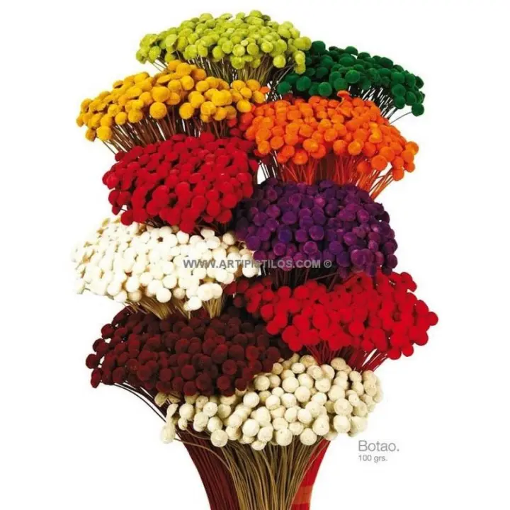 Botao Preservado 25g X 45cm Raíz Flores Aterciopeladas - 1