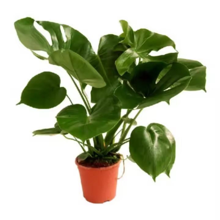 Planta de Interior Verdecora: Costilla de Adán Monstera Deliciosa - 1