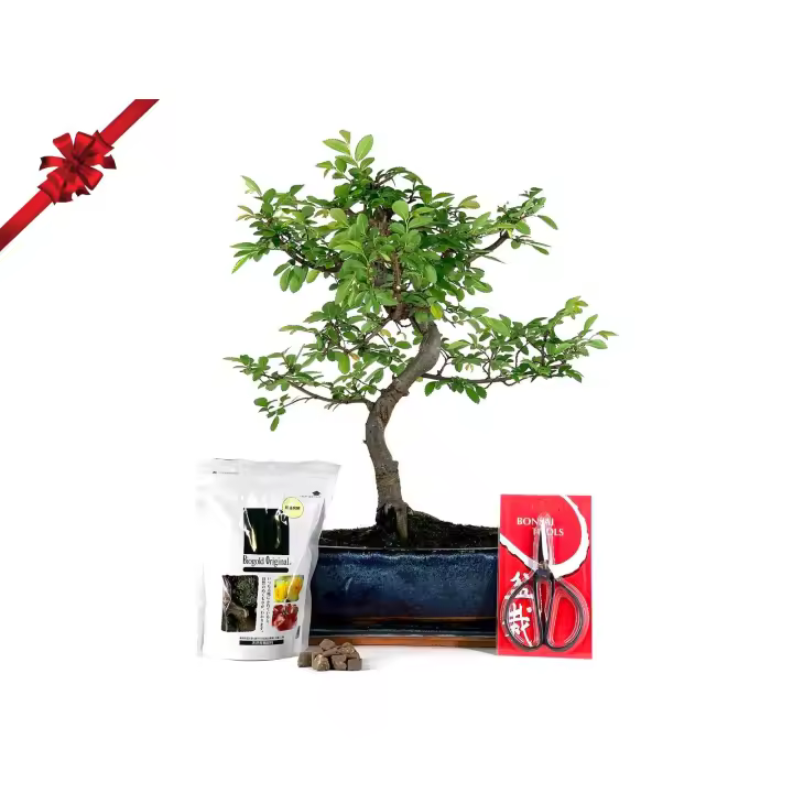 Pack Completo Bonsái Zelkova 10 años + Plato, tijera, y BioGold 240g PZ24 BonsaiGranada - 1