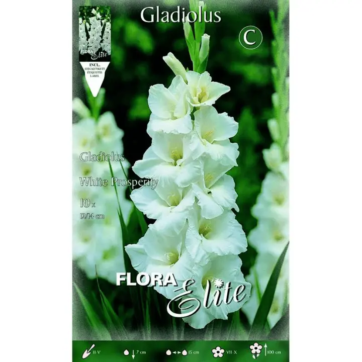Bulbo Gladiolo blanco puro 10 uds - 1