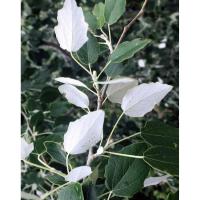Planta natural arbol Populus Alba. Alamo Blanco. Rápido crecimiento, ofrece sombra densa, mejora del suelo por sus raíces, resistencia a suelos pobres, tolerancia al frío y utilidad ornamental en paisajes amplios. Segura Garden. - details 0