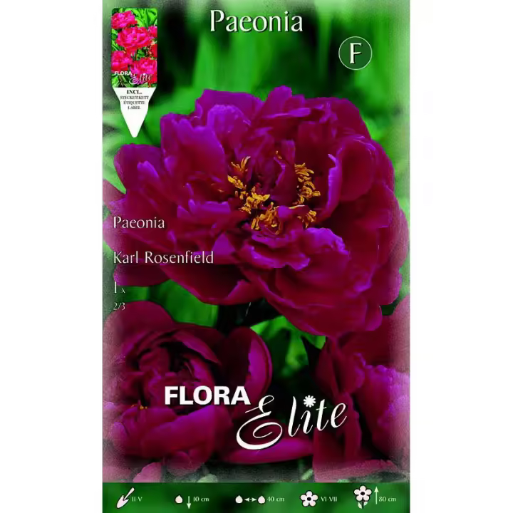 Bulbo Peonia roja 1 ud - 1