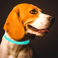 Collar Antiparasitario para Mascotas - Protección 8 Meses(Para gatos 48 cm, para perros 65 cm.) - details 1