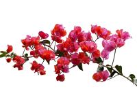 Planta natural Bouganvillea Buganvilla. Elegir color de flor. Segura Garden. La bougainvillea añade belleza vibrante al jardín con sus llamativas flores y requiere poco mantenimiento, siendo resistente y adaptándose a diversos climas. - details 1