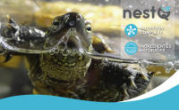 Nestq Pienso Nutritivo para Tortugas de Agua - 200g Sabor a Pescado - details 0