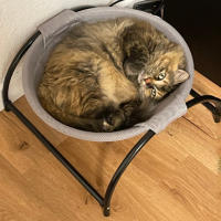 Cama Para Gatos Y Perros Colchón Hamaca De Algodón Transpirable Desmontable Con Estructura Fuerte Y Estable Suministro De Mascotas - details 2