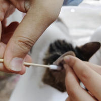 Cepillos De Algodón Cilíndricos En Lote De 50/100/300/500/900/1000 Con Palos De Madera Largos Para Limpieza De Oídos Tatuaje Maquillaje Suministros Médicos - details 8