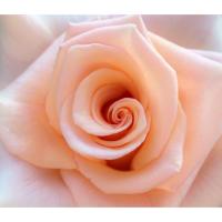 Planta natural Rosal, rosa perfumada. Elegir color de flor.  Segura Garden. Cultiva la belleza y el aroma en tu jardín con nuestros rosales especiales. Planta el rosal y disfruta de sus hermosas  flores - details 0