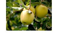 Manzana golden nacional  CAJA DE 5 kg N / La manzana amarilla o manzana golden es una de las frutas más completas de la dieta - details 0