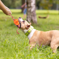Juguetes Para Masticar Para Perros Juguetes Interactivos De Limpieza De Dientes Anti Mordedura Con Bolas De Alimentos Que Se Escapan Productos Para Mascotas - details 11