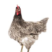 Estatua De Gallo Para Jardín Adorno Ornamental De Patoio Decorativo Para Patio Camino De Atrás Regalo Para Amante De Año Nuevo Navidad Cumpleaños - details 4