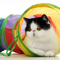 Túnel Para Gatos Plegable Juguete Interactivo Divertido Para Entrenamiento De Perros Y Gatos Juguetes Para Mascotas Accesorios Para Gatos - details 3