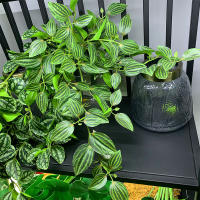 45cm Planta Artificial De Vínculo Hojas De Iva Falsas Scindapsus Aureus Rattan Para Decoración De Hogar Boda Jardín - details 3
