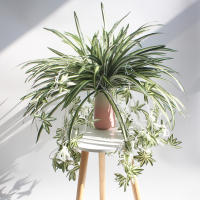 1pc Chlorophytum Artificial Colgante Planta Falsa De Plástico Para Decoración De Jardín Y Pared De Hogar Verde Sintético Para Exterior Y Interior - details 0