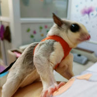 Correa Para Pequeños Mascotas 4Pcs Cuerda Antideslizante Para Hamster Ardilla Anti Mordedura Resistente Al Viento Correa Especial Antipérdida Para Sugar Glider - details 5