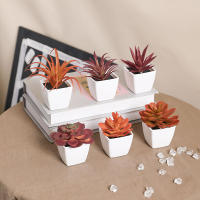 Set De 6 Suculentas Artificiales Miniatura En Vaso Blanco Para Decoración De Escritorio Librería Restaurante Y Ventanas Casas - details 26