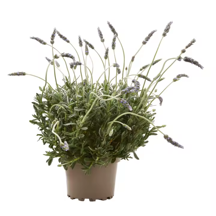 Verdecora Lavanda Natural | Planta de Jardín Aromática - 1