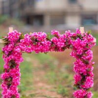 Vine Artificial De Cerezo De 230CM Decoración De Flores Sintéticas Para Casa Balcón Jardín Arco De Boda Accesorios De Adorno De Plantas - details 3