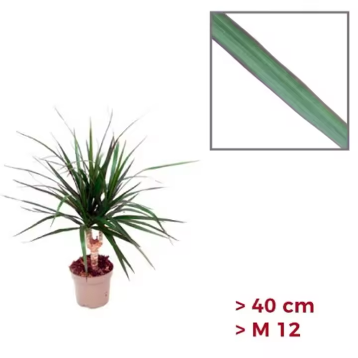 Planta Dracaena Marginata. Dracena.  Segura Garden. Las dracaenas marginatas mejoran la calidad del aire, son fáciles de cuidar, aportan elegancia con su follaje y promueven un ambiente más saludable. - 1