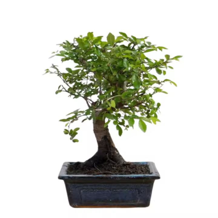 Verdecora Bonsai Zelkova Olmo Chino 5 Años en Maceta Cerámica 15x10x5cm Planta Natural - Belleza en Miniatura - 1