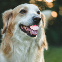 Dientes Falsos Para Perro Divertidos Disfraz De Dentadura Dental Para Decoración De Mascotas Halloween Cosplay Humanos Y Vampiros Juguetes De Interacción - details 22
