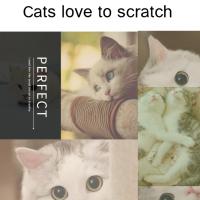 Rascador Y Masajeador Para Gatos Con Aroma a Catnip Herramienta De Limpieza Para Mascotas Tamaño Compacto Para Gatos Y Perros Recién Nacidos - details 3