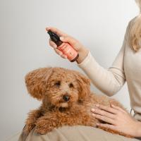 Spray Desenredante de Nudos para Perros | 100% eficaz para eliminar los nudos del pelo de tu perro y mantenerlo libre de enredos | Envase de 100 ml | Con 95% de ingredientes naturales como aceite de jojoba, colágeno y acondicionadores | Masco Beauty - details 0