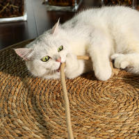 Juego De Ratones Para Gato Tablero De Rasguño Para Sofá Protección De Muebles Artículos Para Gatos Poste De Rasguño De Madera Unidimensional - details 3