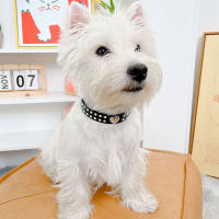 Collar De Moda Para Perro Corazón De Diamante En Cuero PU Collar De Fiesta Para Chihuahua Yorkie Decoración Para Gato Regalo De Suministros Para Mascotas - details 9