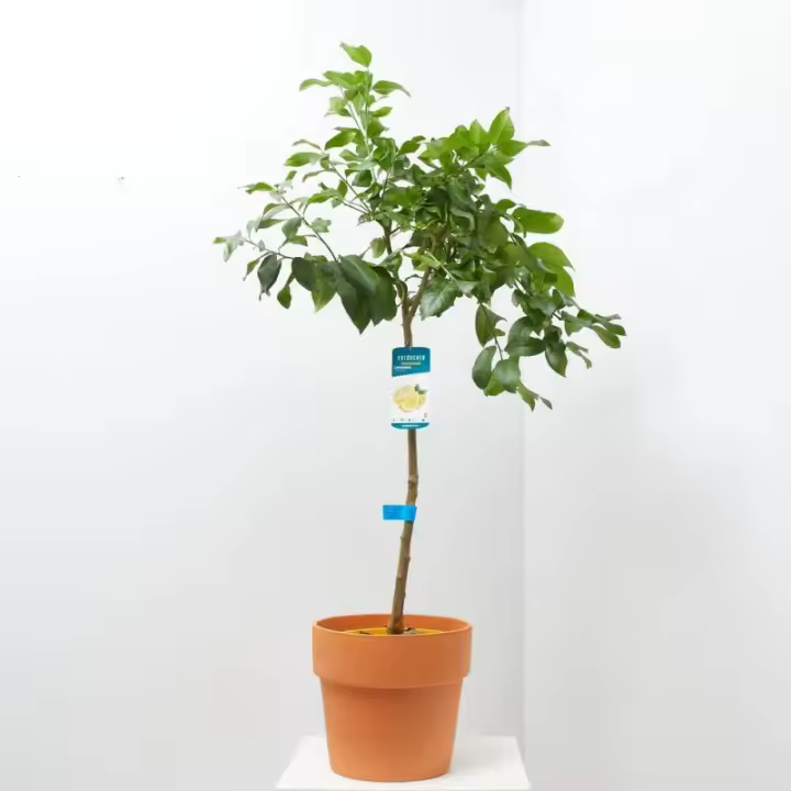 Verdecora Limonero 4 Estaciones Árbol Cítrico Planta Natural de Exterior en Maceta - 1