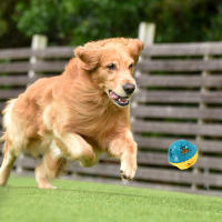 Juguetes Para Masticar Para Perros Bola De Sonido Al Masticar Con Alimentos Anti Mordedor Juguetes Interactivos Para Limpieza De Dientes De Mascotas - details 0