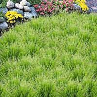 5PCS Plantas Artificiales De Pinos Verdes Y Hierba Falsa Hojas Y Flores Para Decoración De Hogar Y Bodas Arreglo De Flores De Plástico - details 9