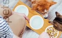 Comedero con bambú para perros y gatos edipets - details 2