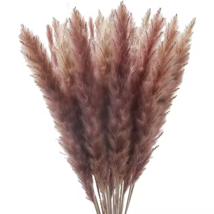 30 piezas de plumas de caña naturales de hierba de pampa, flores secas, ramo de Phragmites, plumas naturales grandes de tacto real para oficina de granja - 1