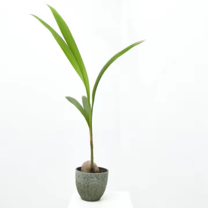Palmera Cocotera Natural en Maceta de Ø19cm | Altura 130cm | Interior - 1
