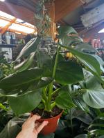 Planta de interior Monstera costilla de Adán Natural Monstera Deliciosa citrus flowers plants - details 2