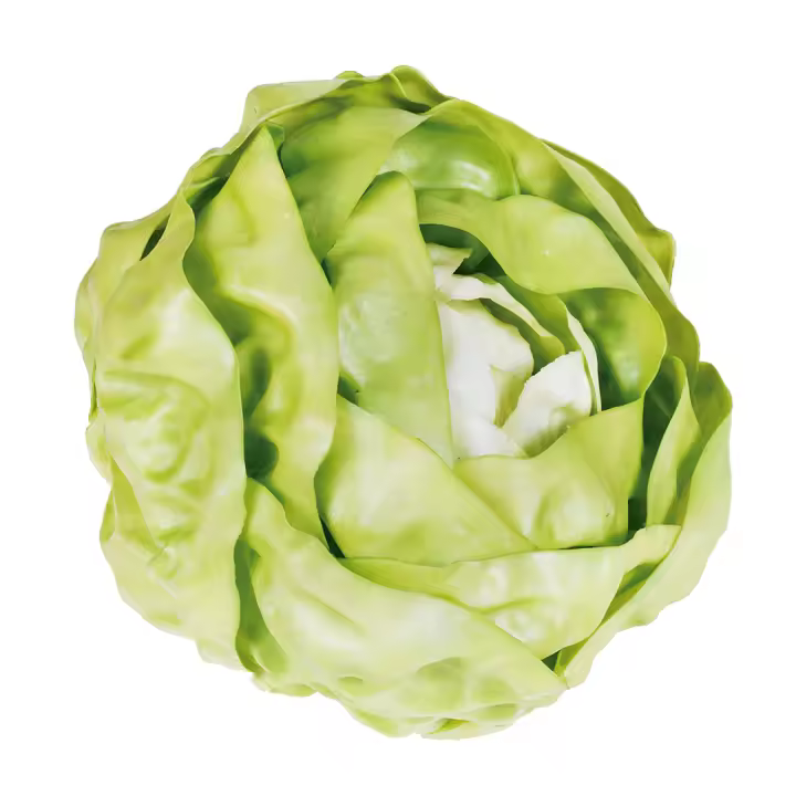 LECHUGA ICEBERG - 1